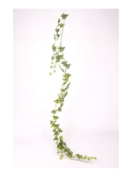 Hedera / English Ivy groen-wit 180cm